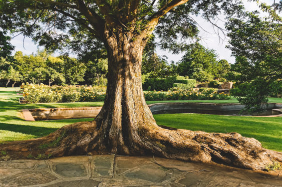 Johannesburg-Botanical-Garden-1-565x375