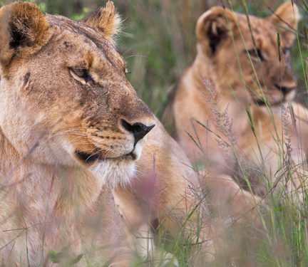 Shambala-Wildlife-04-432x375
